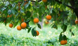 Bitter Orange