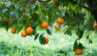 Bitter Orange