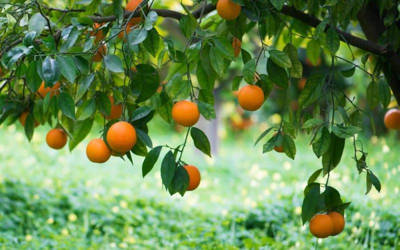 Bitter Orange