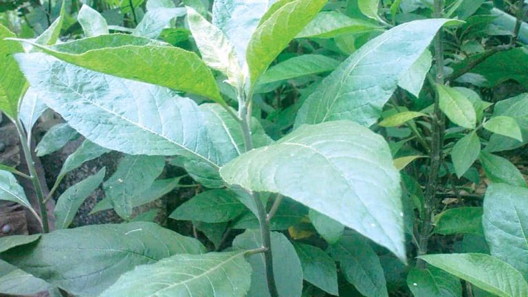 Wonderful Health Benefits of Herbs