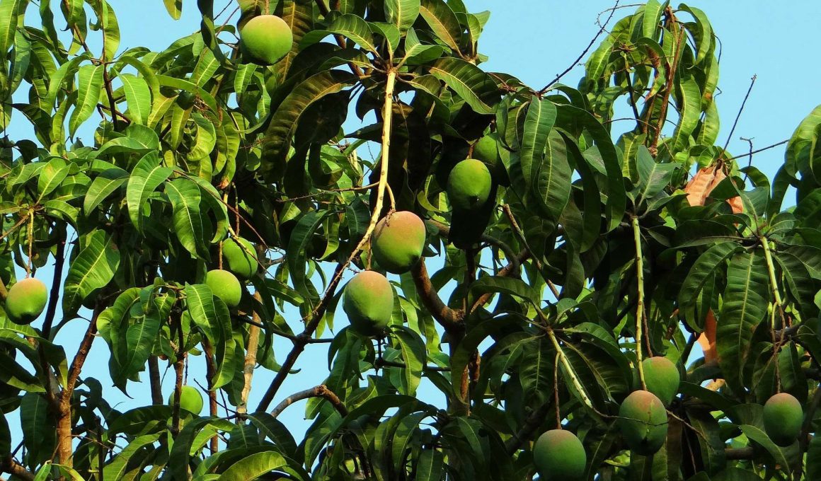 Mango Leaves