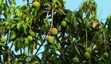 Mango Leaves