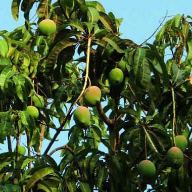 Mango Leaves