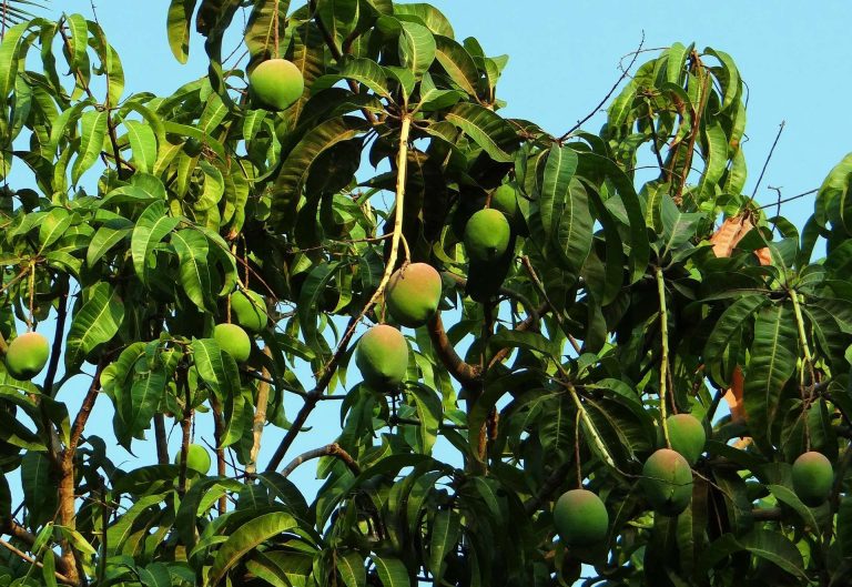 Amazing Ways Mango Leaves Improve Your Health