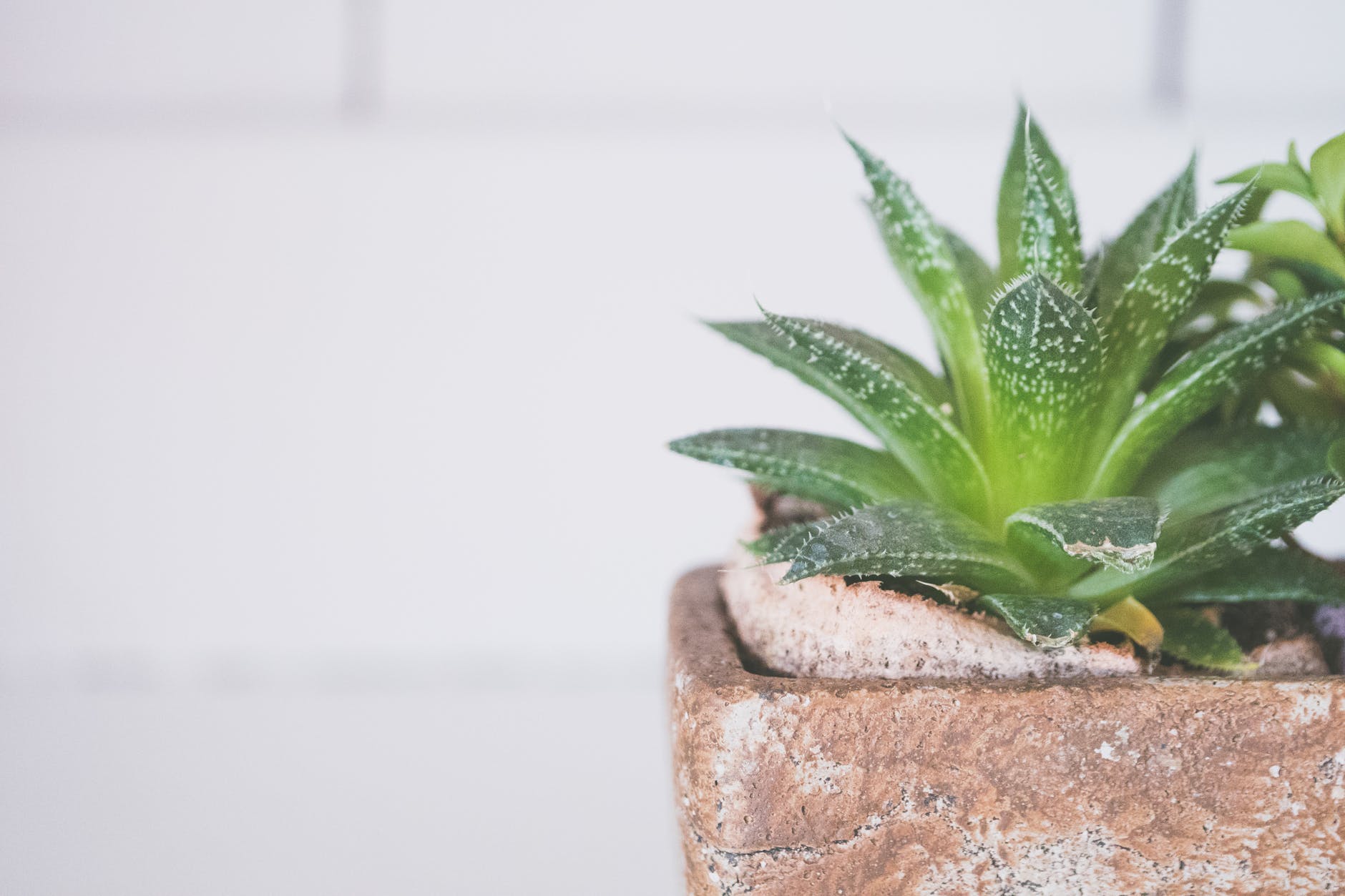 aloe vera plant