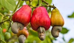 Cashew Nuts