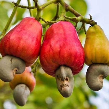 Cashew Nuts