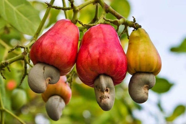Cashew Nuts