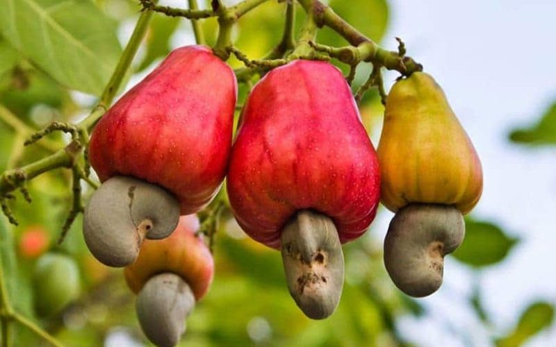 Cashew Nuts