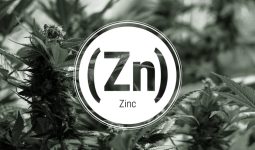 zinc