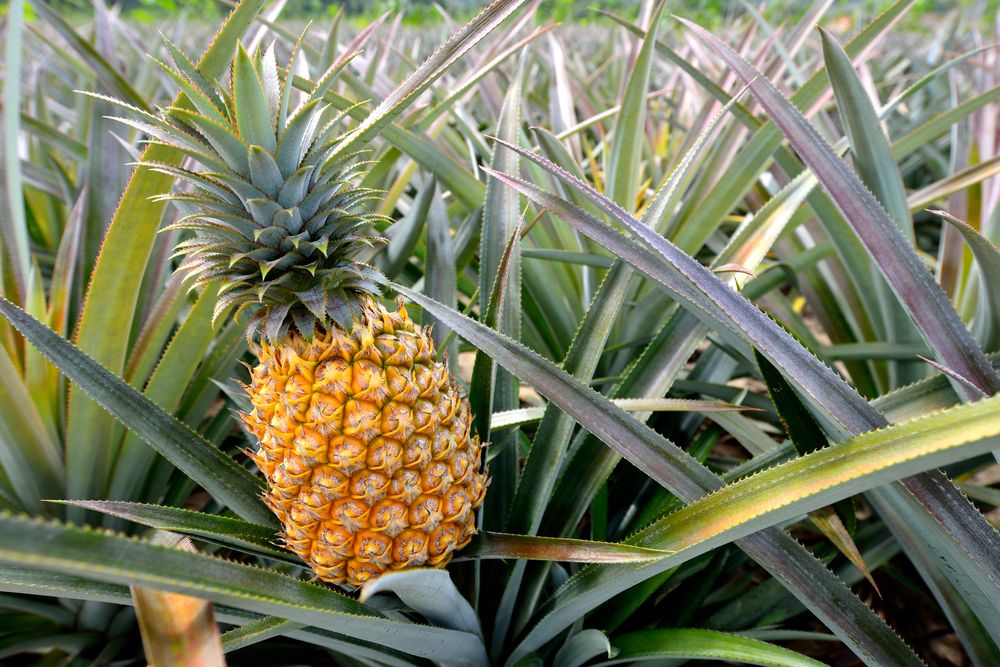 Pineapples