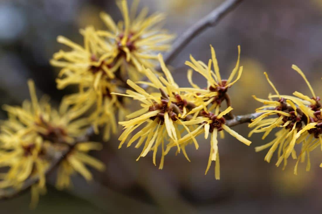 witch hazel