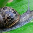 Snail