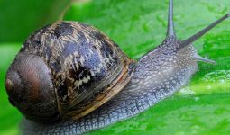Snail