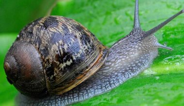 Snail