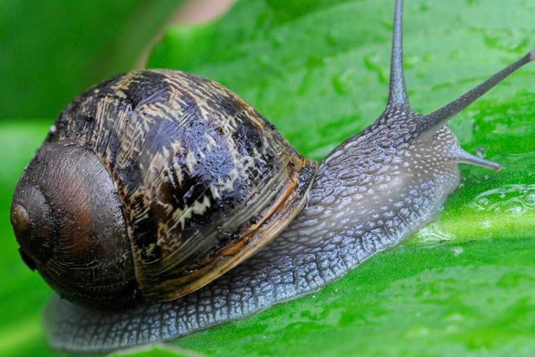 Snail