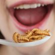 Edible Insects