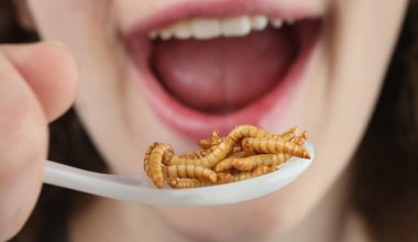 Edible Insects