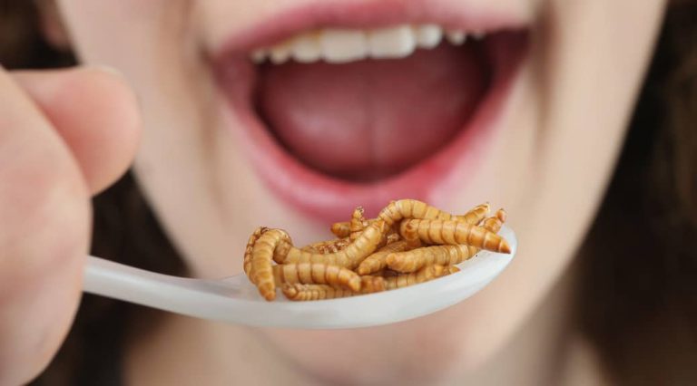 Are Edible Insects a Real Thing?