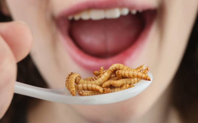 Edible Insects