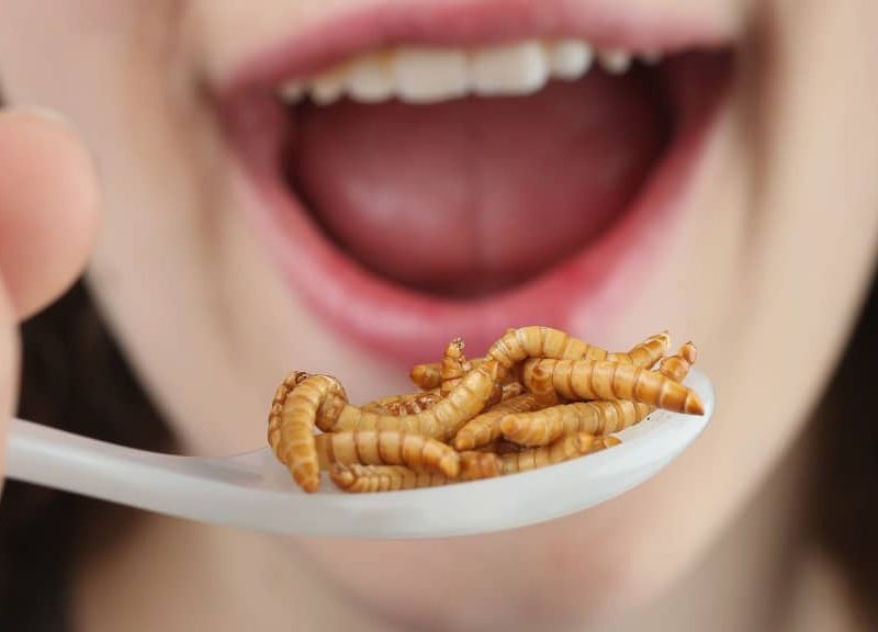Edible Insects