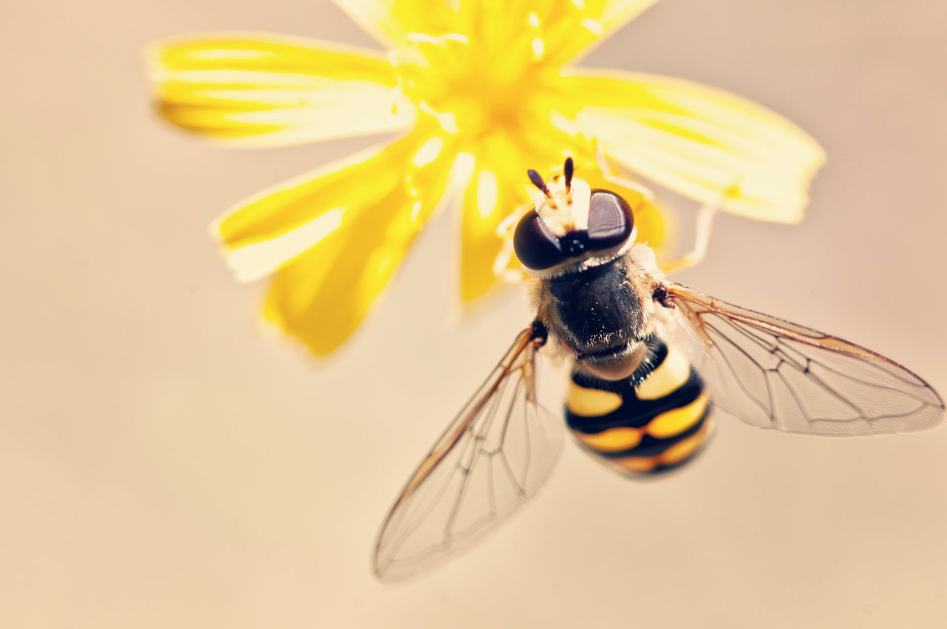 antenna bee bloom blossom