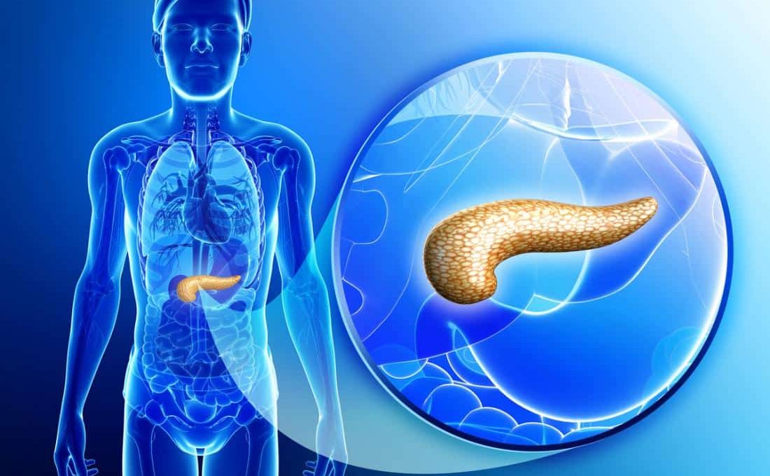 pancreas