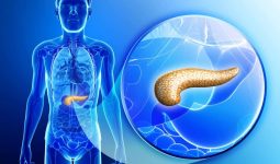 pancreas