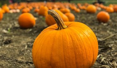 Pumpkin