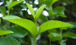 Guava Leaves
