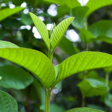 Guava Leaves