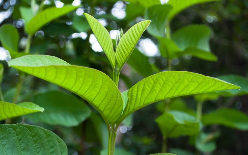 Guava Leaves