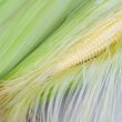 Corn Silk