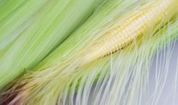Corn Silk
