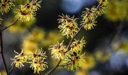 Witch Hazel