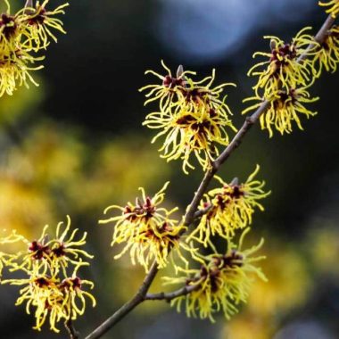 Witch Hazel