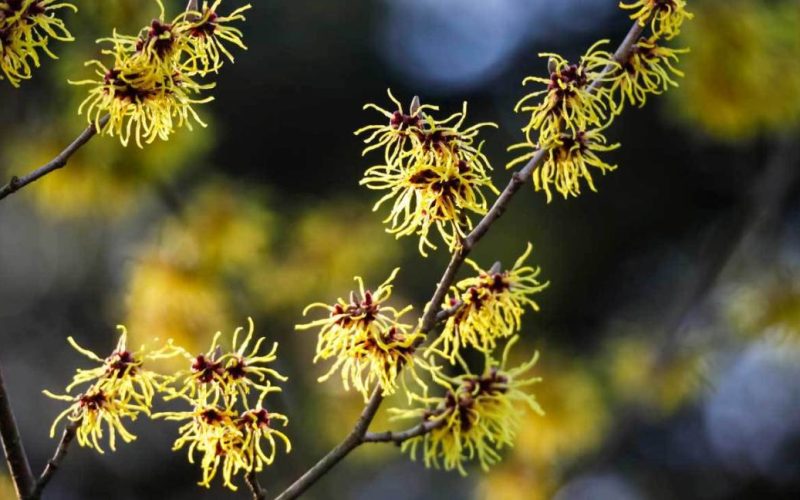 Witch Hazel