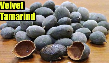 velvet tamarind