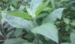 Bitter Leaf