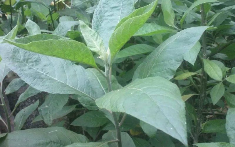 Bitter Leaf