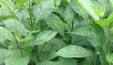 Bitter Leaf
