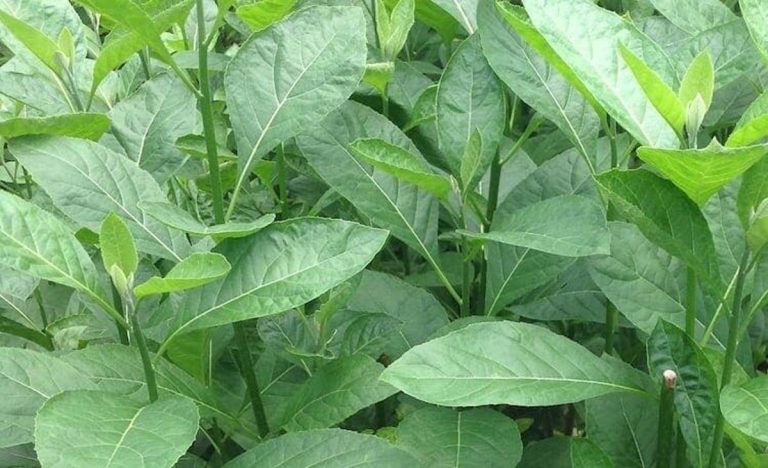 Bitter Leaf