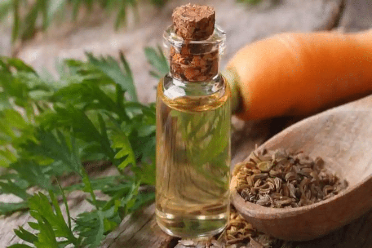 Carrot Seed Oil