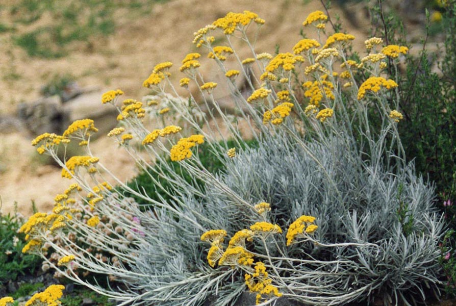 Helichrysum