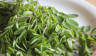 Moringa