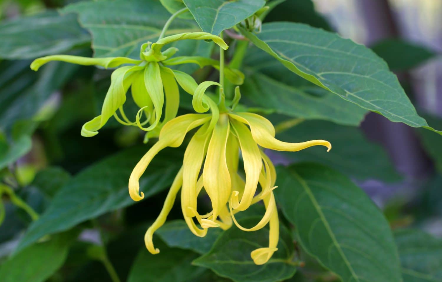 Ylang-Ylang