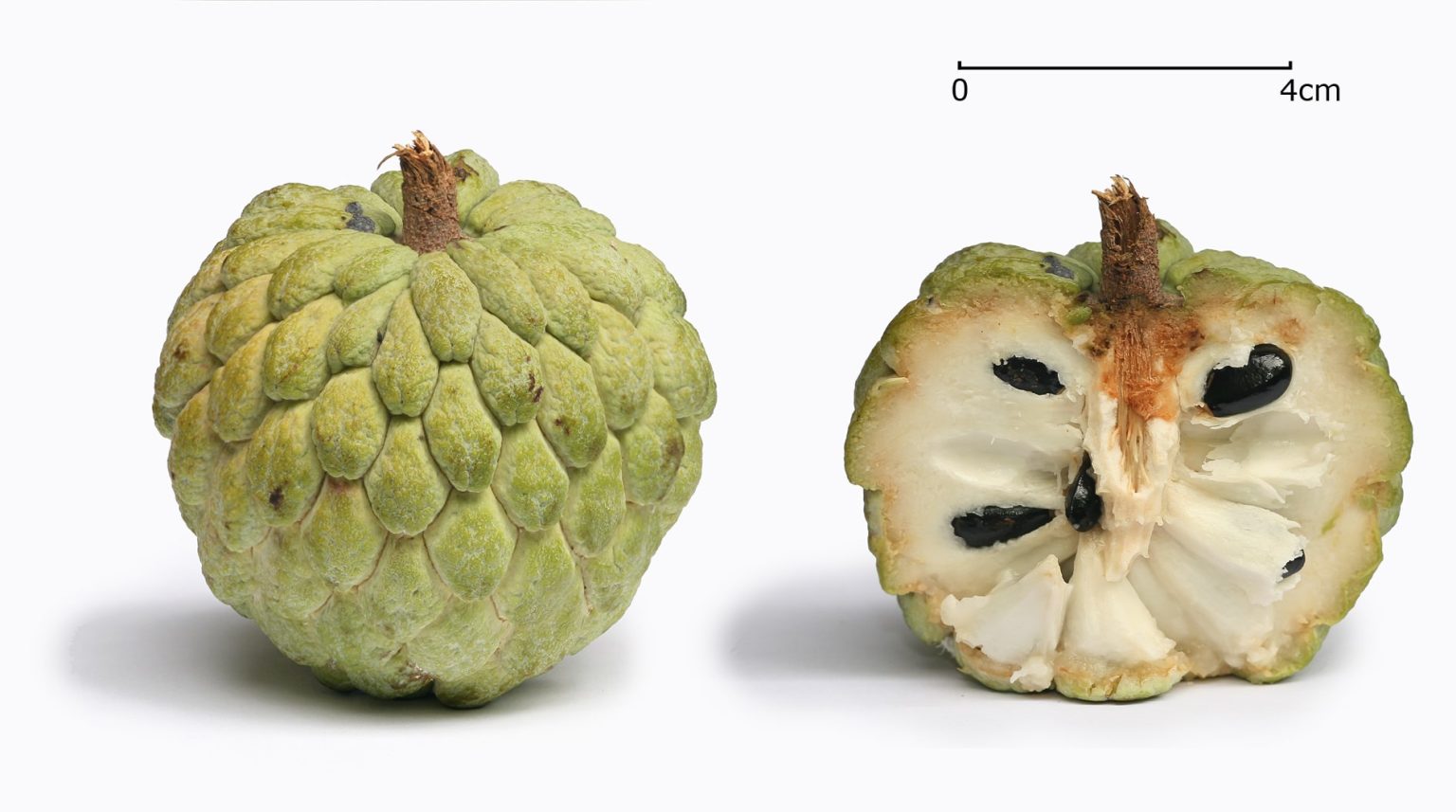 Atis Fruit 10 Health Benefits Of Eating Sugar Apple