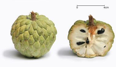 Atis Fruit