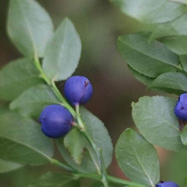 Bilberry