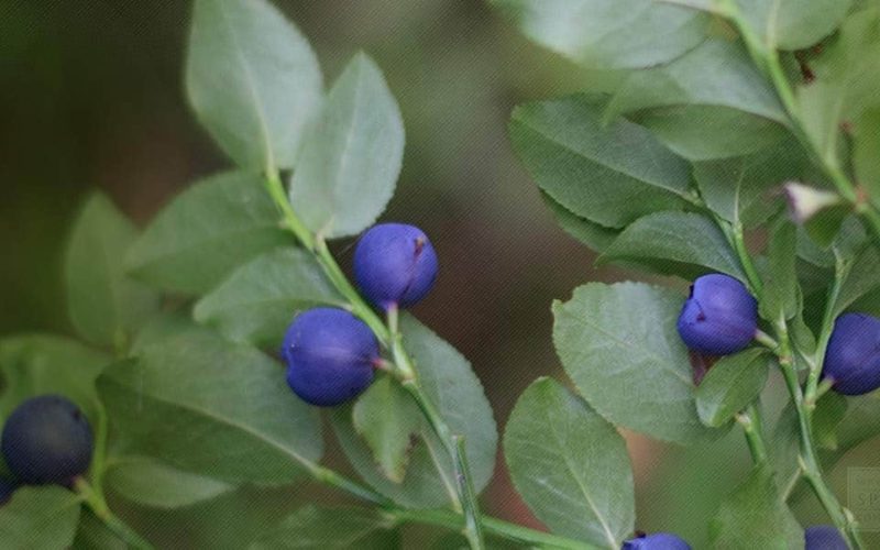 Bilberry